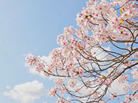 從早到晚拍日本的櫻花 at 大阪城公園