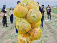 淡路島一日遊，下田採洋蔥！🧅